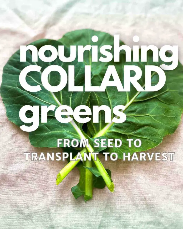 How to grow collard greens from seedlings to harvest