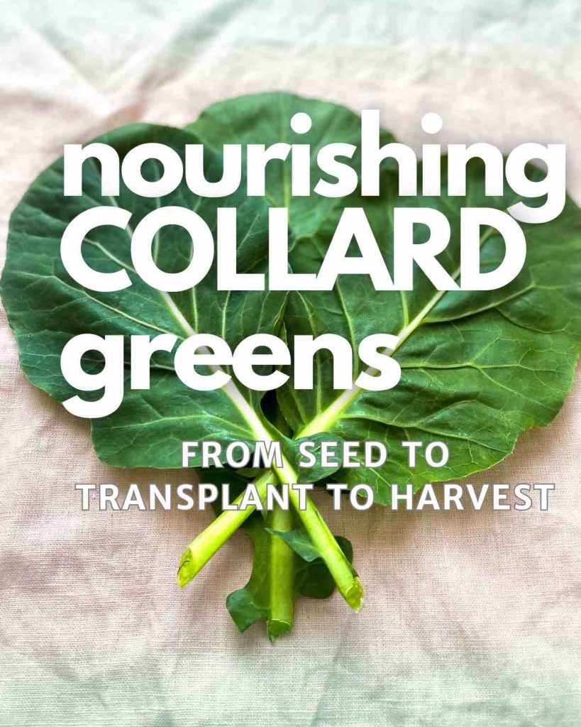 Growing and preparing collard greens Basil Food Journal