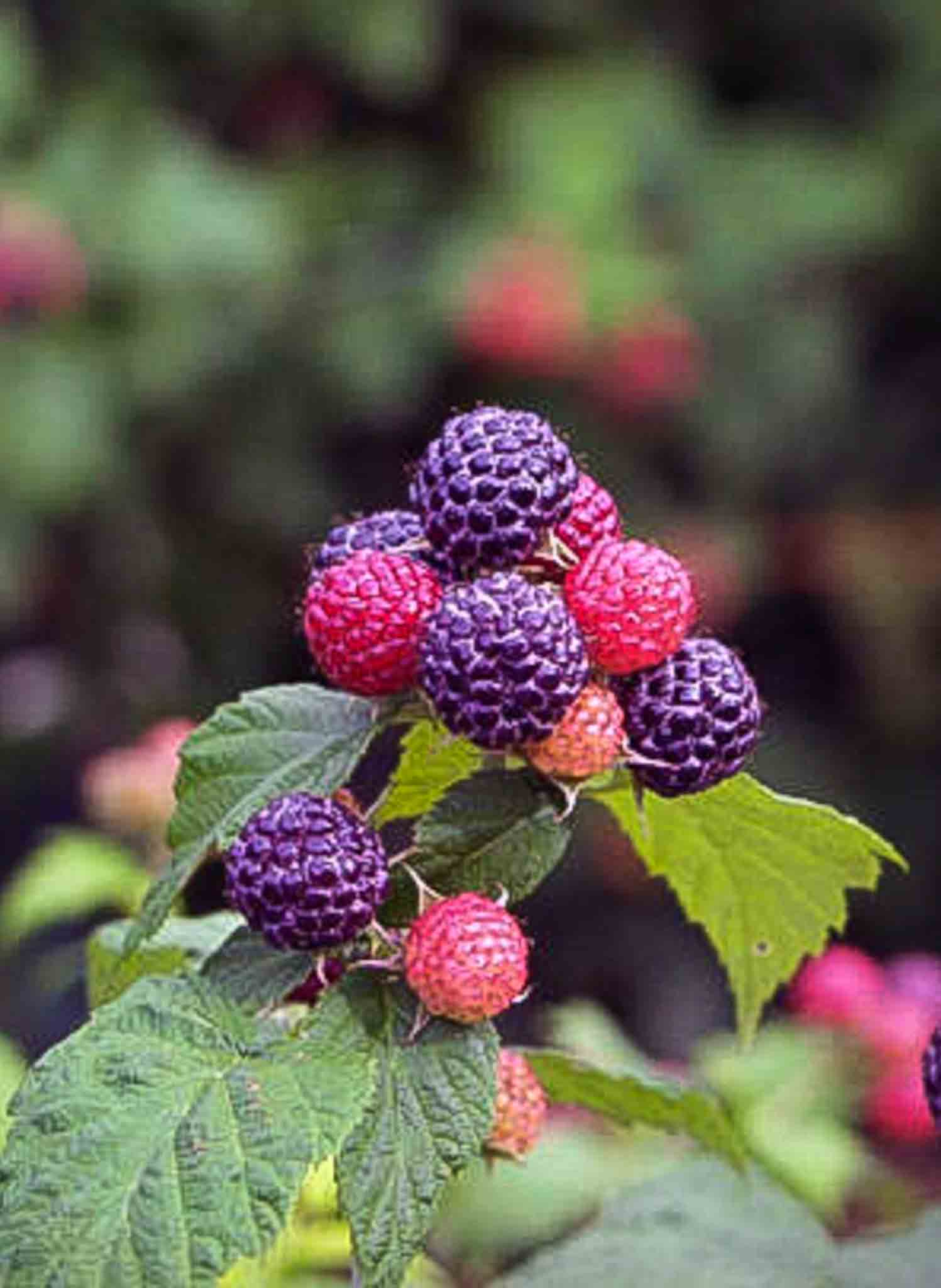How to grow raspberries 