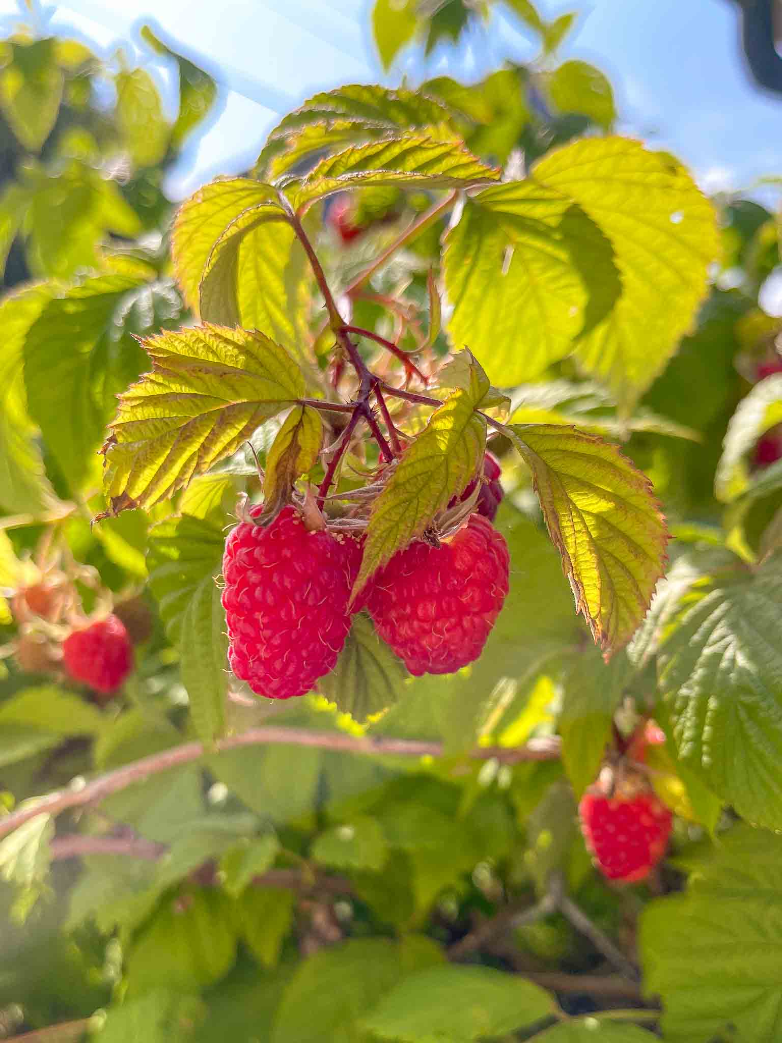 How to Grow and Prepare Raspberries Basil Food Journal