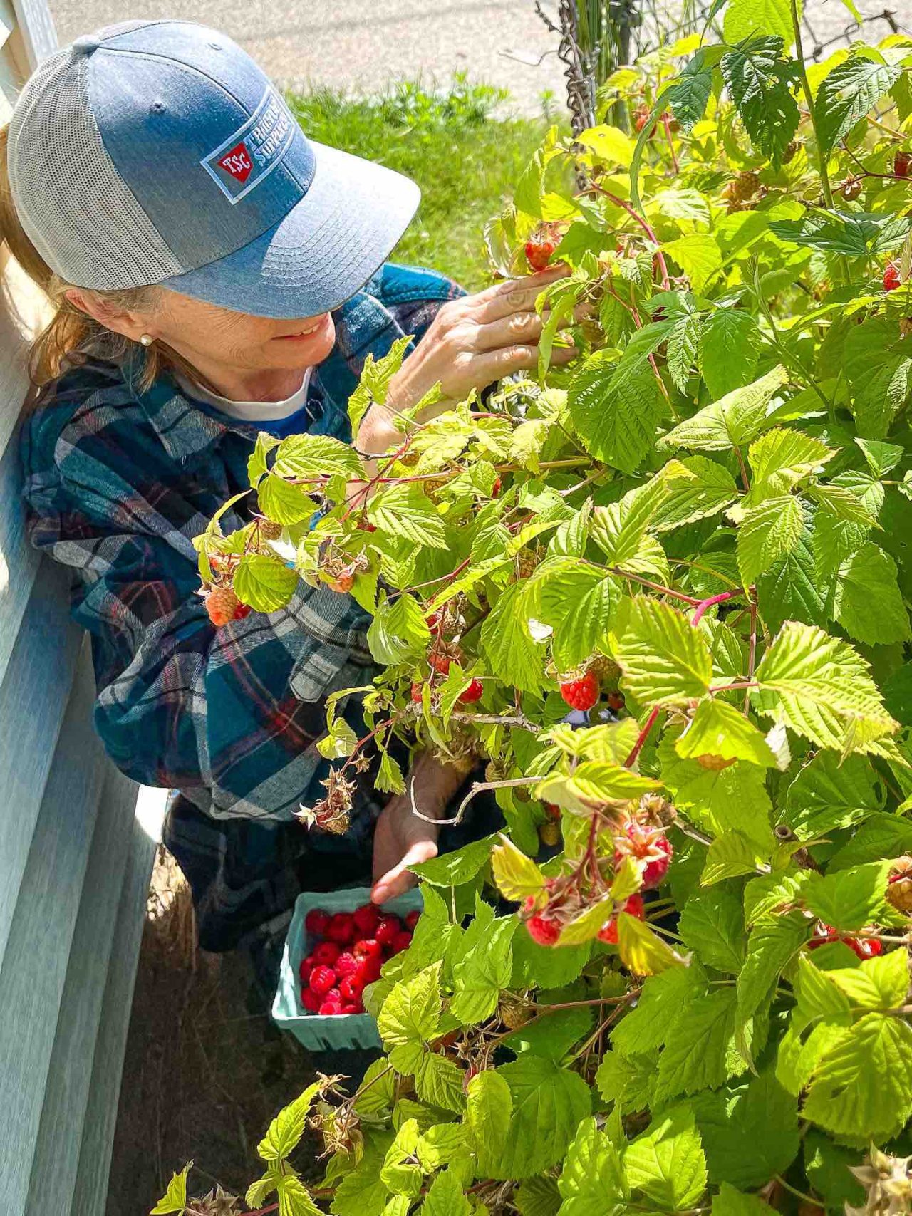 How to Grow and Prepare Raspberries Basil Food Journal