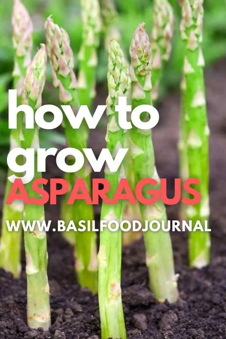 how to grow ASPARAGUS