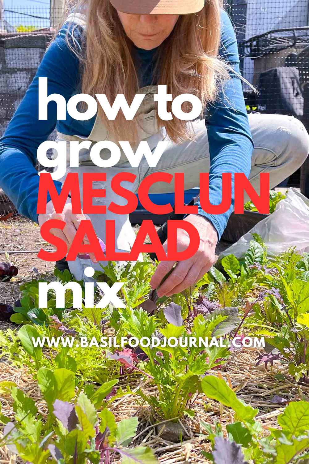 How to Grow Mesclun Salad Mix Basil Food Journal