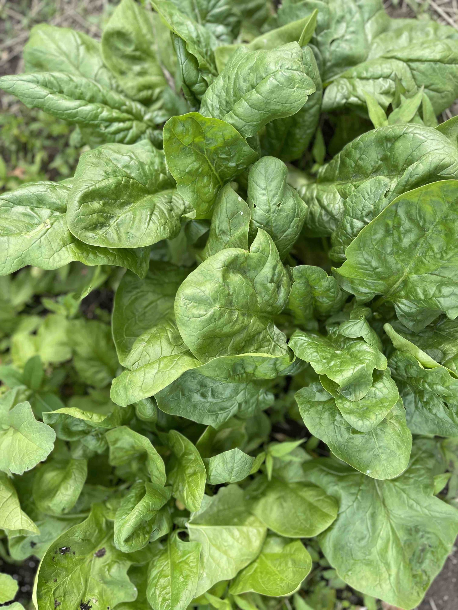 Fresh Cauliflower Greens