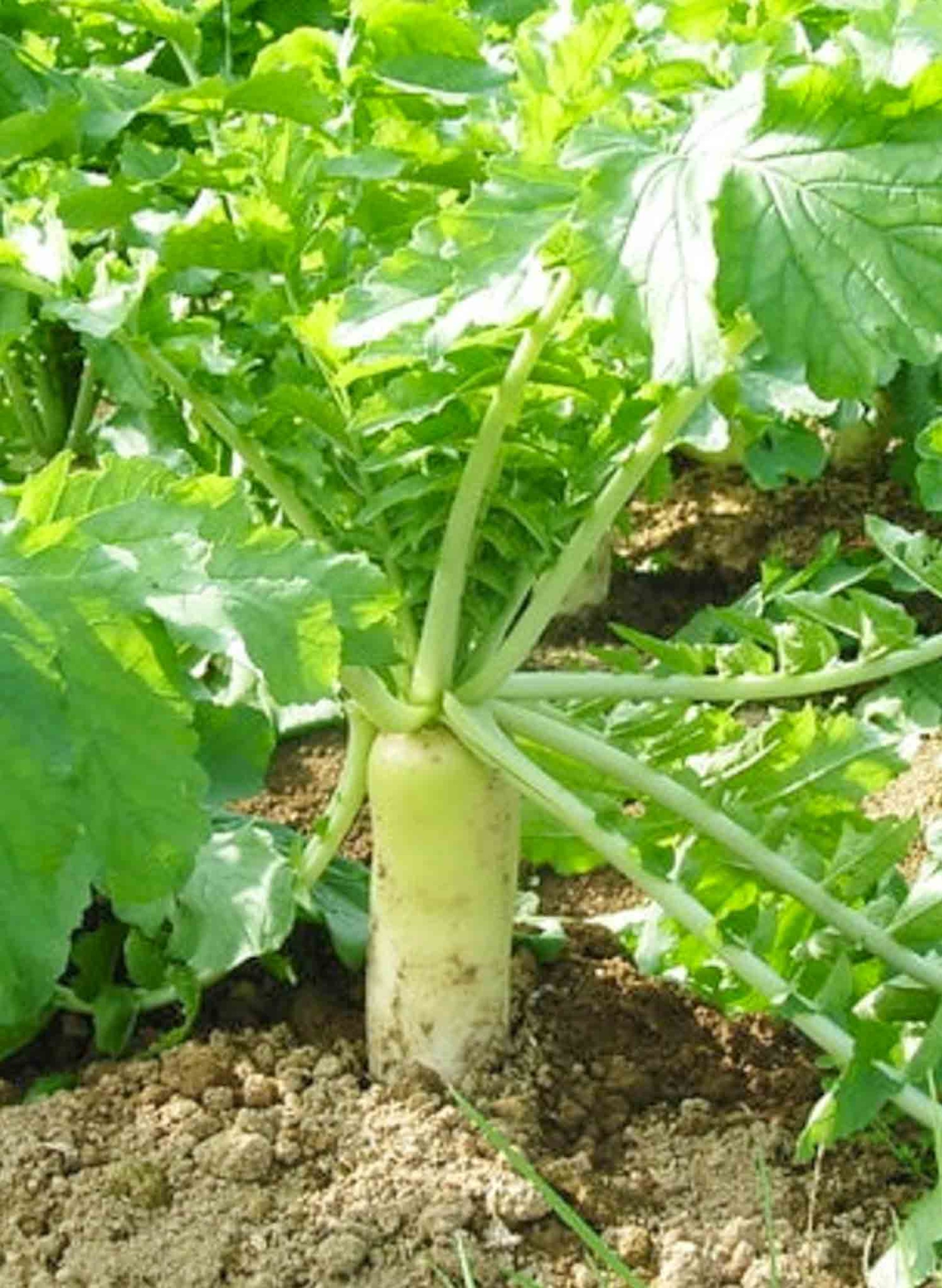 Fresh Cauliflower Greens