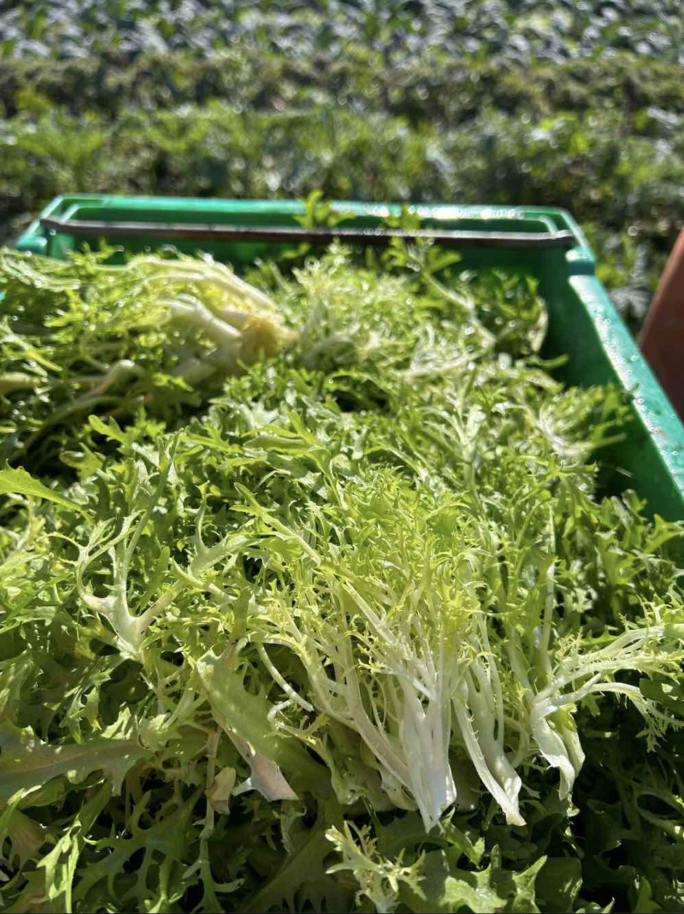 Fresh Cauliflower Greens